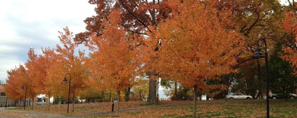 Fall Trees Banner