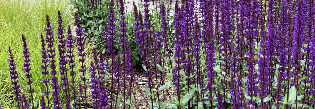 Providence College Office of the Registrar Summer Flowers and Bench Banner