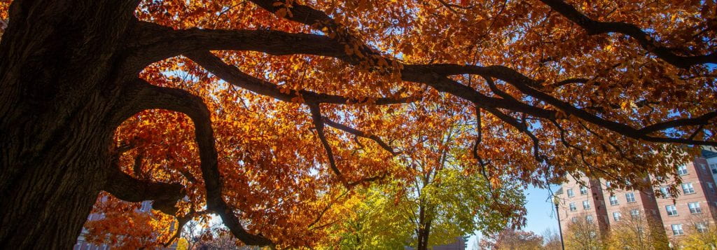 Fall Foliage Trees with Brick Building in the Background.