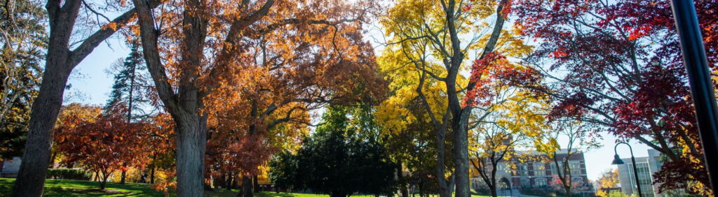 Fall Foliage Trees with Brick Building in the Background.